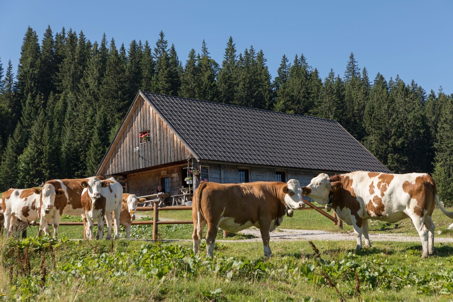 Feldwiesalm
