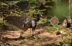 3D-Bogenparcours