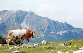 Wanderung Ötscher - Gemeindealpe, © Mostviertel Tourismus, weinfranz.at