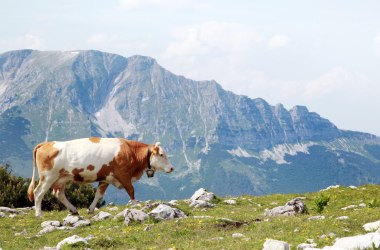 Wanderung Ötscher - Gemeindealpe, © Mostviertel Tourismus, weinfranz.at