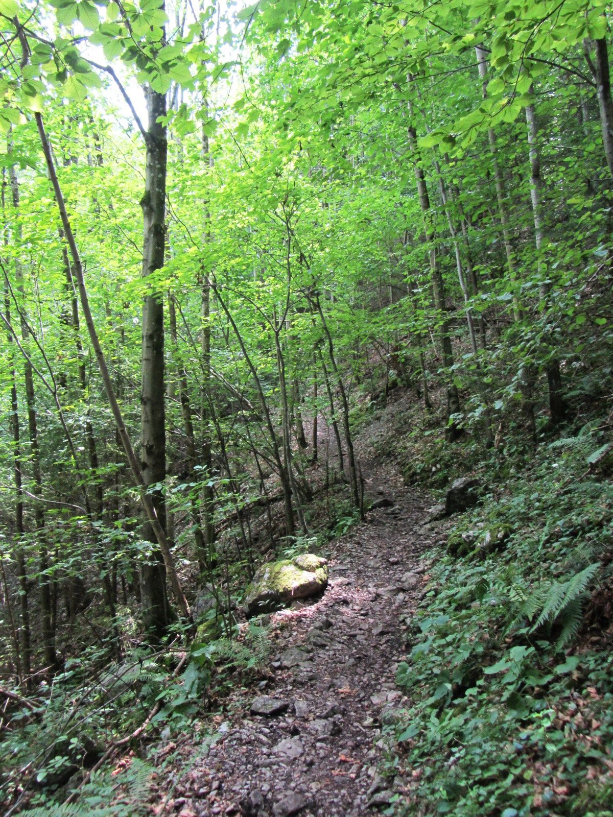 Auf Waldwegen geht's hinauf zur Höhle