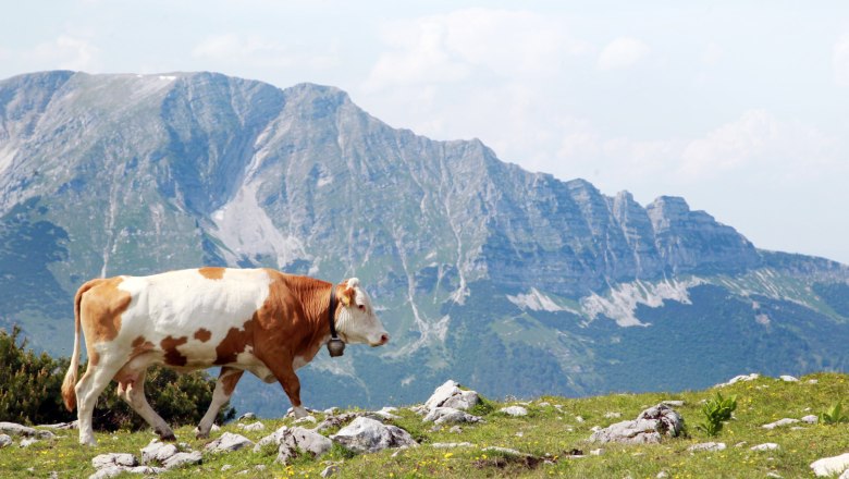 Wanderung Ötscher - Gemeindealpe, © Mostviertel Tourismus, weinfranz.at