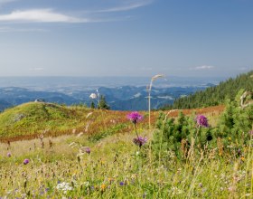 Bergsommer am Ötscher, © Ludwig Fahrnberger