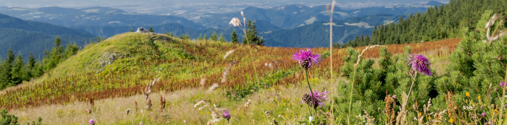 Bergsommer am &Ouml;tscher, &copy; Ludwig Fahrnberger