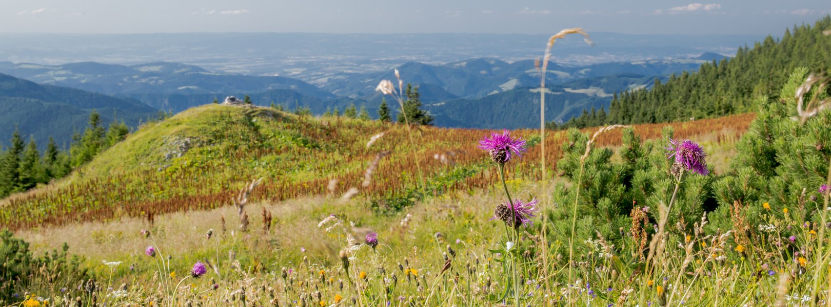 Bergsommer am &Ouml;tscher, &copy; Ludwig Fahrnberger