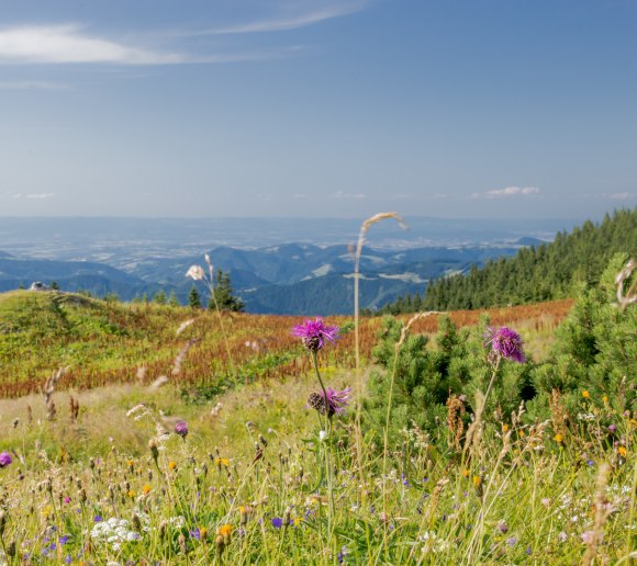 Bergsommer am Ötscher, © Ludwig Fahrnberger